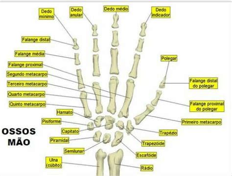 Ossos Da Mão Ossos Das Mãos Aulas De Matemática Técnico Em Radiologia