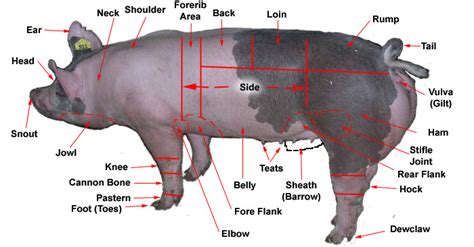 Car body panel replacement & crash repair body panels. Raising 4-h livestock animals: PIGS
