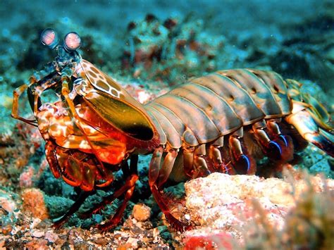 The Mantis Shrimp is an intelligent and aggressive species of