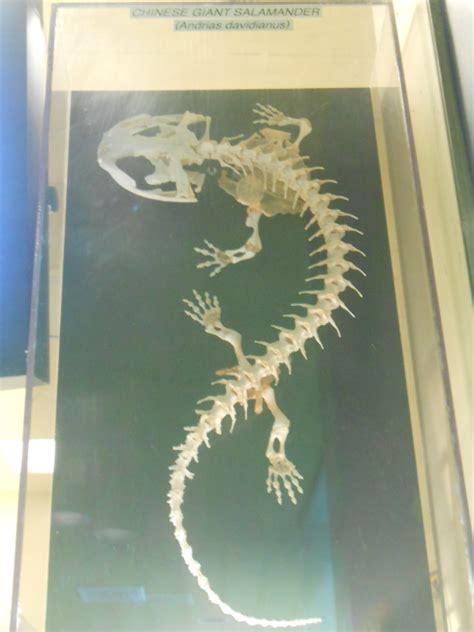Chinese Giant Salamander Skeleton By Pisces Dreamer On Deviantart