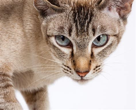 The 10 Best Types Of Cat Britannica Vlrengbr