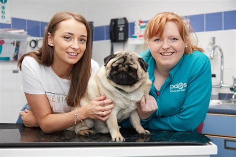 Podgy Percy The Pug Picked Out For Pet Slimming Competition Express