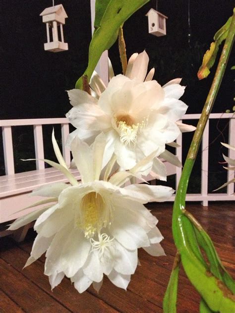 Reddit gives you the best of the internet in one place. MARIETTE'S BACK TO BASICS: {Our Cereus Oxypetalum Night ...
