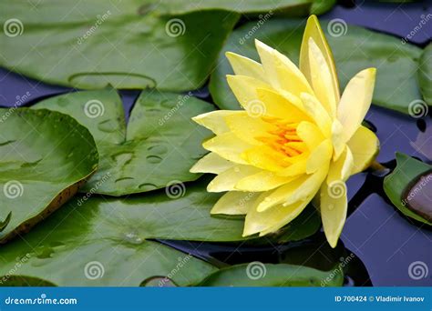 Yellow Water Lily Stock Photo Image Of Lily Lotus Waterlily 700424