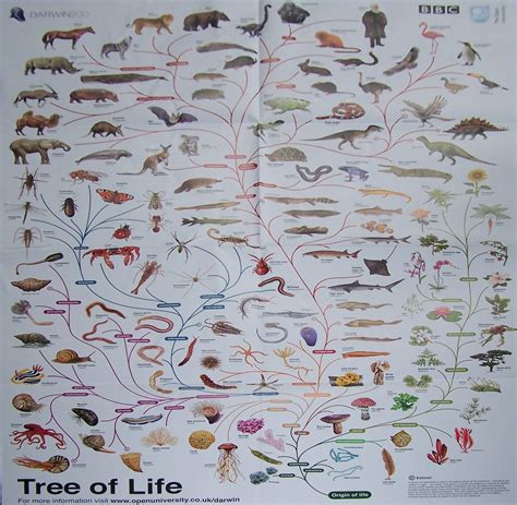 Index Of Libraryimagesslideshowsgalleryscience Phylogenetic Tree