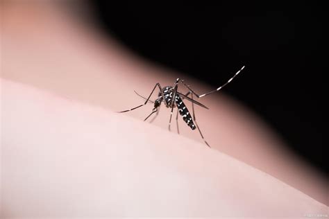 细思极恐！美国终于公布了转基因蚊子的研究结果！ 知乎