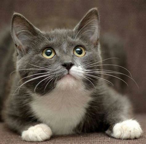 What Are Grey And White Cats Quora