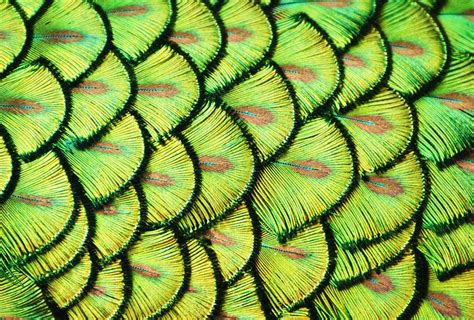 35 Breathtaking Examples Of Patterns In Nature Demilked