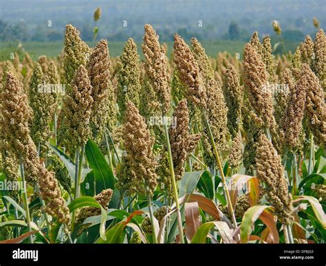 Field Of Sorghum Bicolor Jawar Satara Maharasthra India Stock Photo