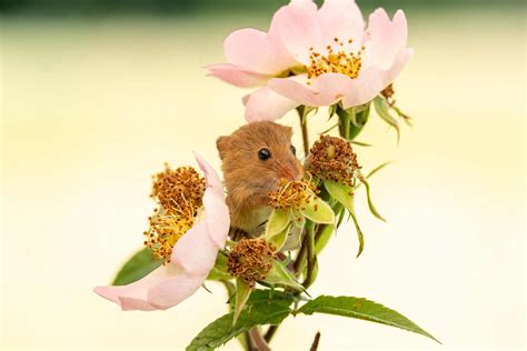 Harvest Mice Playing Among Flowers In The Uk Cgtn