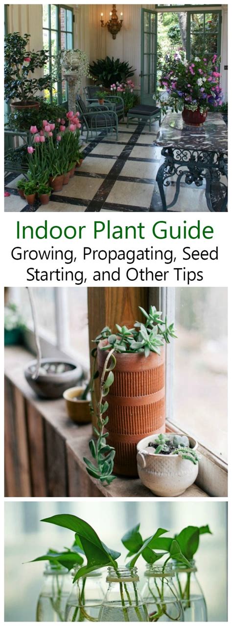 This Indoor Plant Guide Gives You Tons Of Information For Choosing