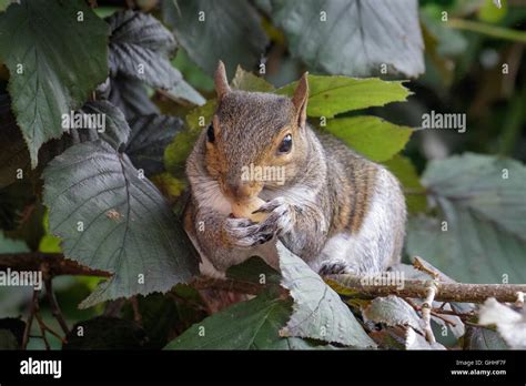 Female Grey Squirrel Sciurus Carolinensis Feeding On Hazelnuts Stock