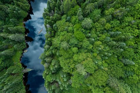 Aerial View Of Boreal Forest Quebec Canada Zwz Picture