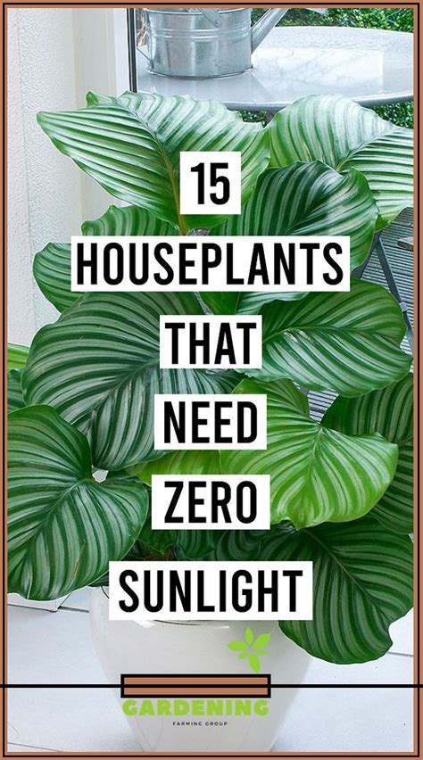 15 Houseplants That Need Zero Sunlight Inside House Plants Low