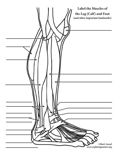 Muscles Of The Leg And Foot Labeling Page