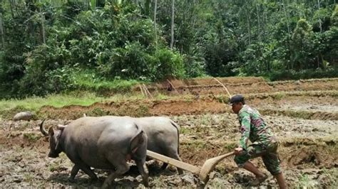 Cerita Serka Widyo Membajak Sawah Dengan Kerbau Di Desa Di Pelosok