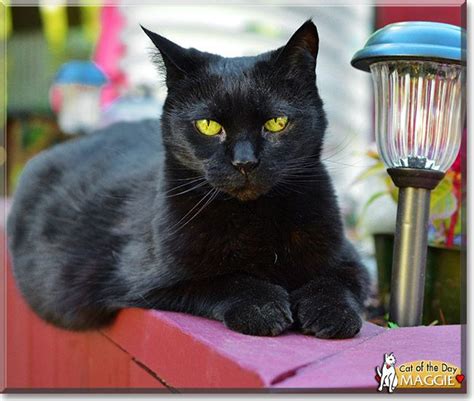 Maggie The Cat Of The Day Black Cats Cool Websites Black Beauty Cat