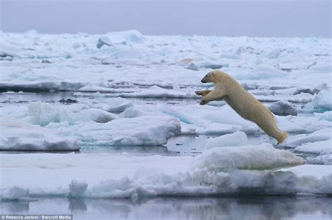 Leap Of Faith The Moment Polar Bear Jumped Between Two Melting Ice