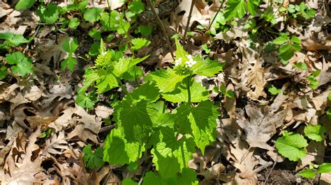 Garlic Mustard Plant Care And Growing Guide