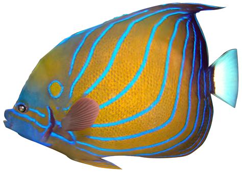 Angel Fish Png Hd Transparent Angel Fish Hdpng Images Pluspng