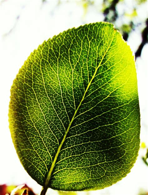 Free Images Tree Nature Branch Sun Fruit Leaf Flower