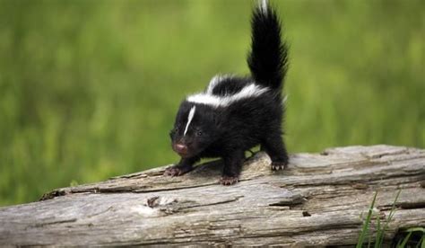 Some will need special attention and have special needs, while other breeds require access to outdoor space etc. 9 best Skunk images on Pinterest | Baby skunks, Animal ...
