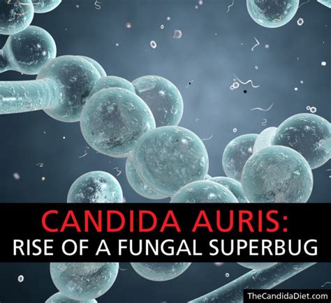 Candida Auris The Rise Of A Fungal Superbug