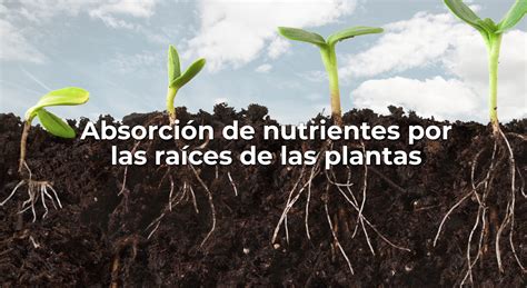 Absorción de nutrientes por las raíces de las plantas QUIFUCA C A