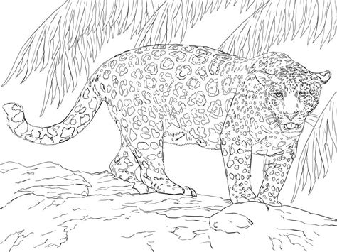 Dibujos Para Colorear Jaguar Imprimible Gratis Para Los Niños Y Los