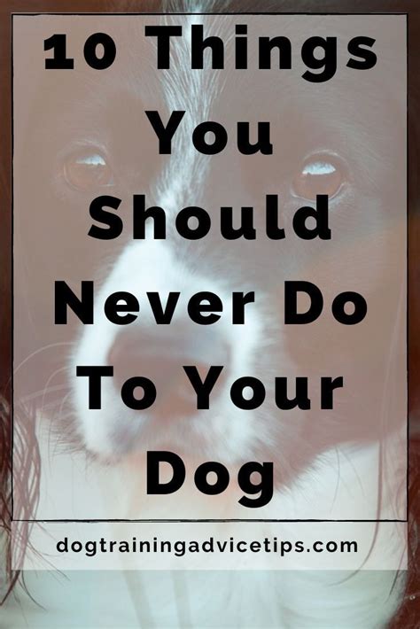 A Black And White Dog With The Words 10 Things You Should Never Do To