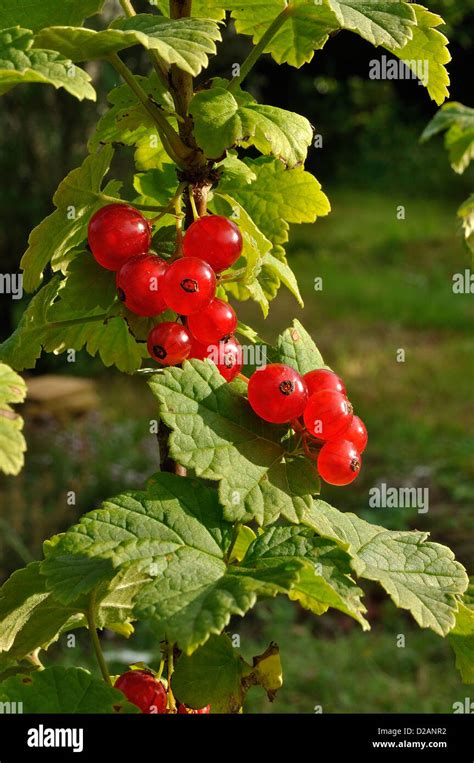 Red Currants Ribes Rubrum In The Bush Stock Photo Alamy
