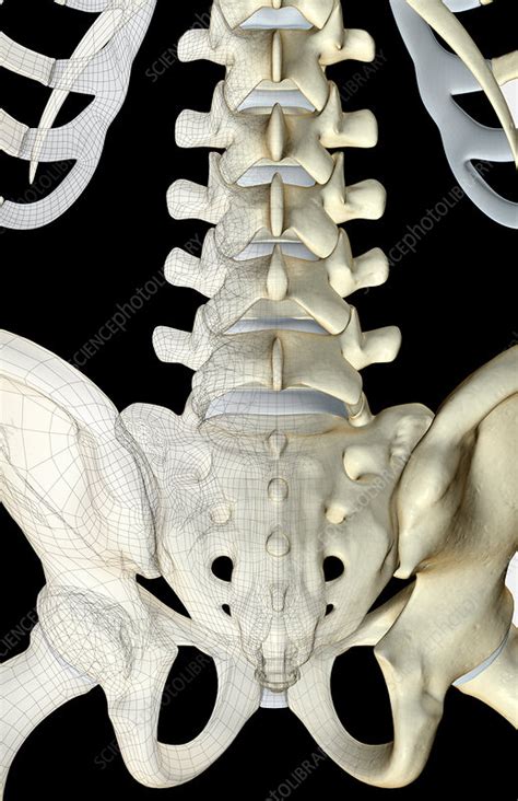 Human Lower Back Bones Bones Of The Pelvis And Lower Back Stock
