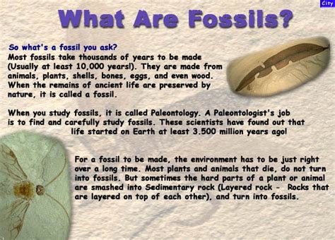 Kidtastic The City Museum Prehistoric Fossils What Are Fossils