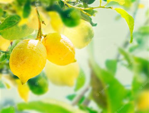 Premium Photo Lemon Garden Of Sorrento