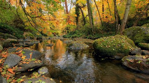 Beautiful River In Autumn Forest And Stones Wallpaper Photowalls Space