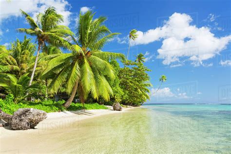 Tropical Sunny Island With Palm Trees And Blue Ocean Raiatea French