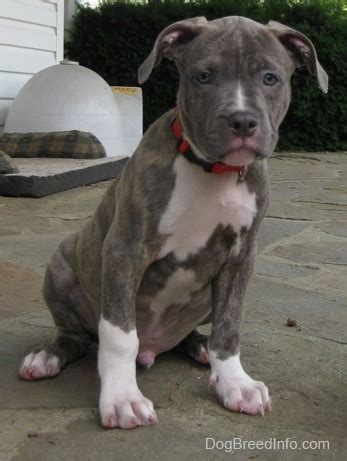 Due to their history as a fighting dog, it is important a brindle pitbull puppy will usually cost between $500 and $700 usd with an average litter size between 5 and 8 puppies. Raising a Puppy 2 monthis old - Spencer the Pit Bull