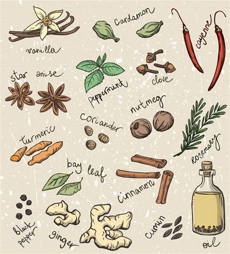 set of spices and herbs preview graphicriver in 2020 herbs illustration spices and herbs