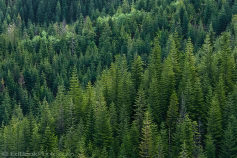 A Douglas Fir Forest Grows Homogeneously On A Mountainside Edbookphoto