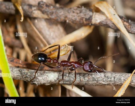Bull Ant Or Bulldog Ant Myrmecia Sp Western Australia Australia