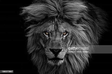 Majestic Lion Photos And Premium High Res Pictures Getty Images