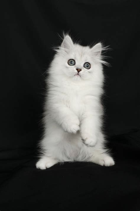 How much of this is myth and how much is a cat's colour and pattern linked to personality? Persian Breed Personality - Persian Breed Traits | Doll ...