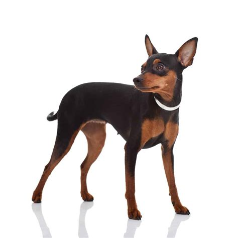Miniature Pinscher Puppies For Sale • Adopt Your Puppy Today • Infinity