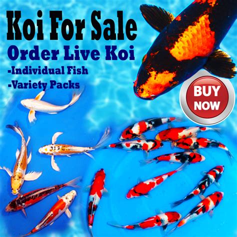 Koi And Butterfly Koi For Sale Hanover Koi Farms