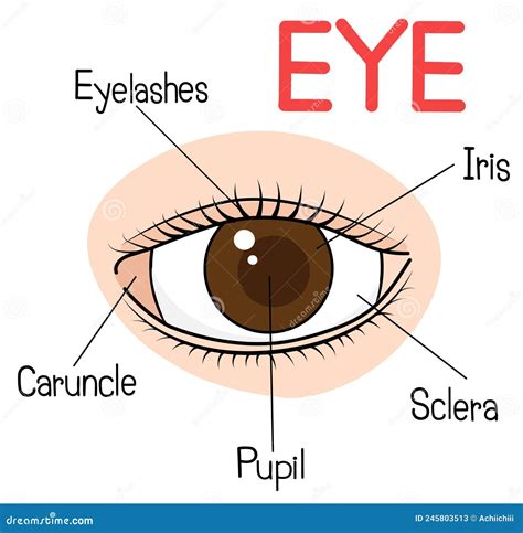 The Eyes Are Part Of The Human Body Stock Vector Illustration Of