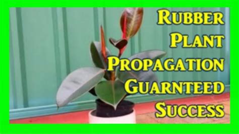 How To Root Rubber Plant From Cuttings Ficus Propagation Simple Steps