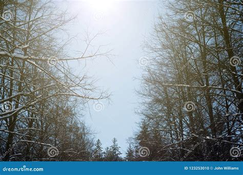 Winter Sunlight Sunbeam And Pine Trees In Natural Forest Stock Photo