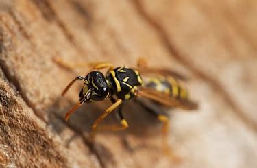 Hoornaar ( vespa crabro l. Hoornaar wesp herkennen en tips om een nest te bestrijden
