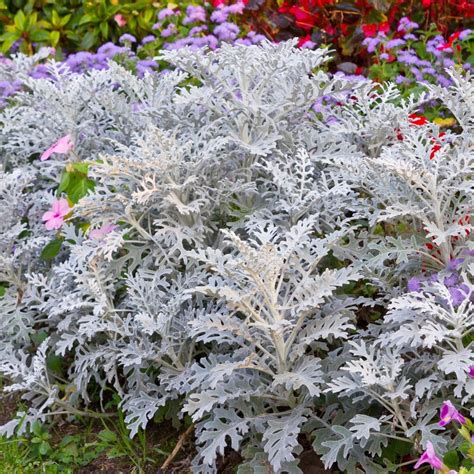 Cineraria Silver Dust Seeds The Seed Collection