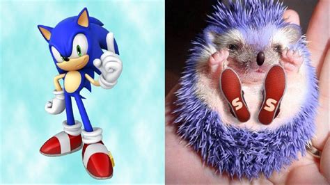 Sonic In Real Life All Characters Full